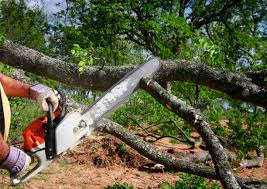 Tree and Shrub Care in Raynham Center, MA